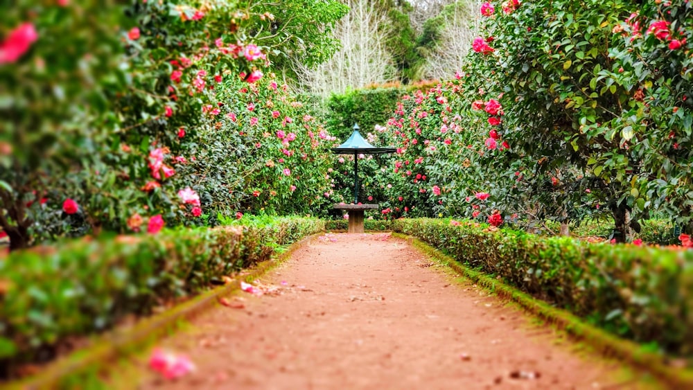 Well-maintained commercial landscaping beds