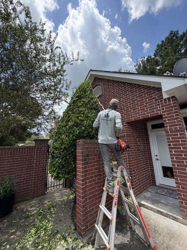 Pinewoods crew member trimming a tall hedge from a ladder