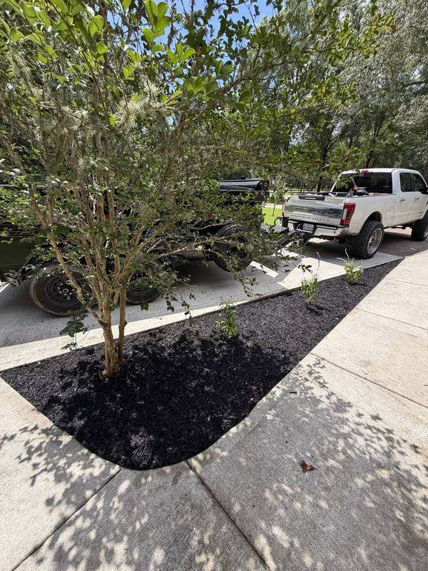 Fresh black mulch bed around a crape myrtle in a driveway island