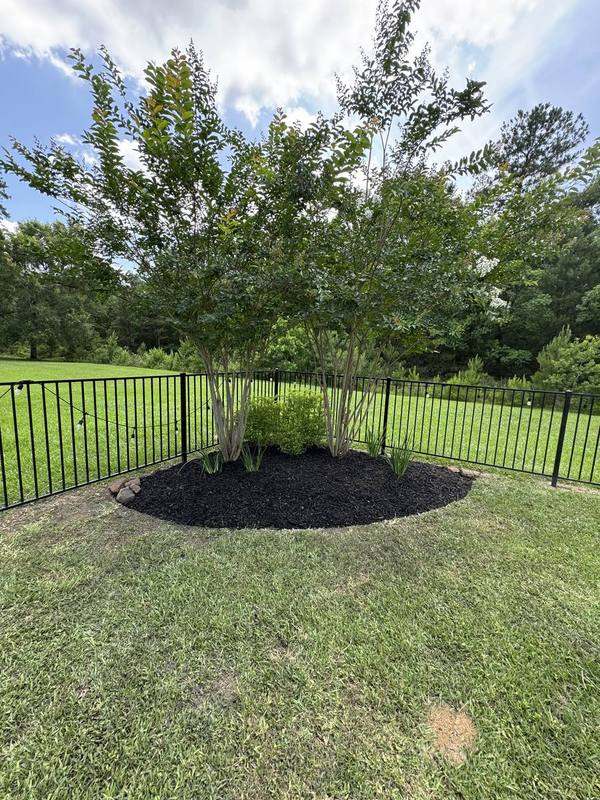 Trimmed crape myrtles over a fresh mulch bed inside a metal fence